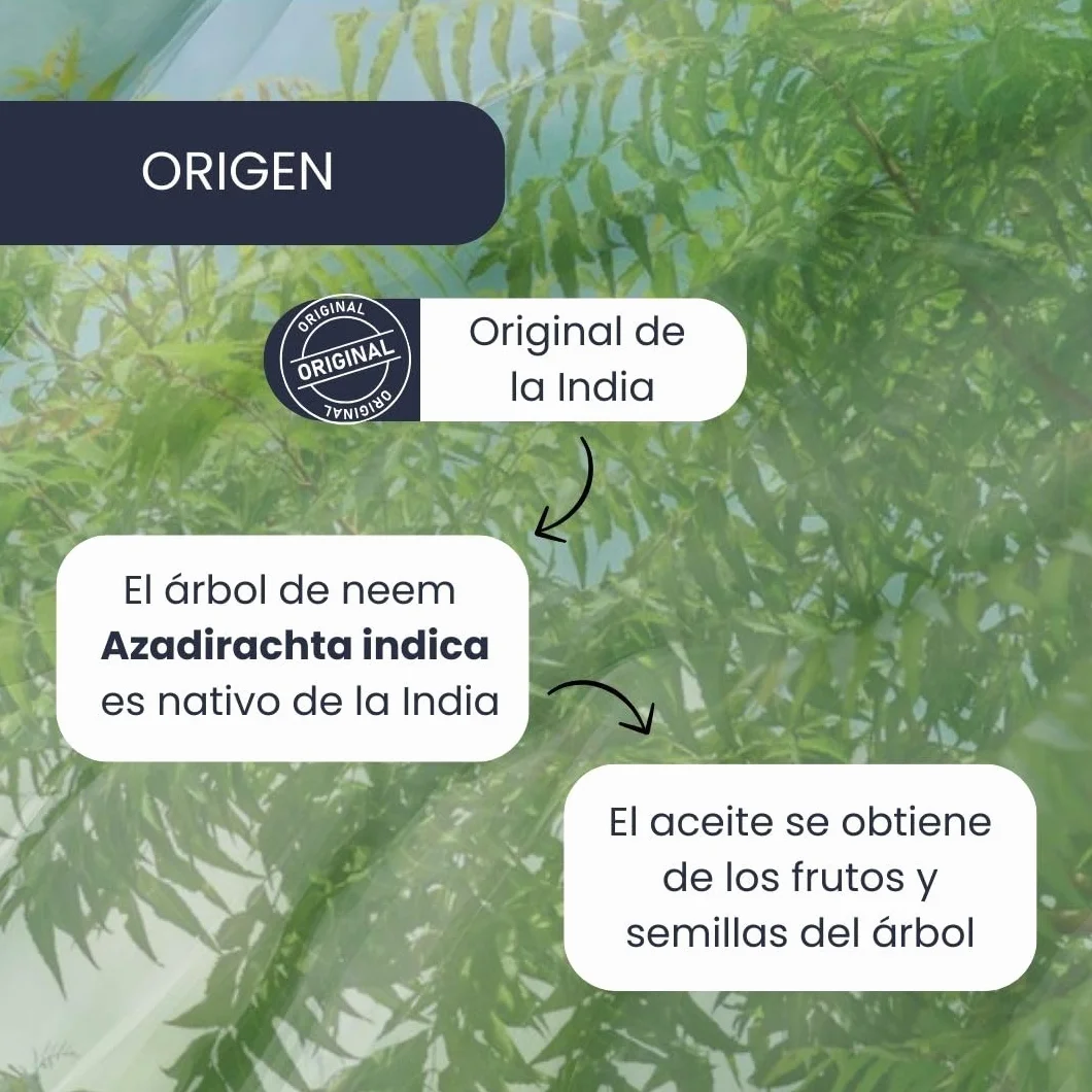 PLANTAWA Olej Neem 2 litry | Rozwiązanie uniwersalne | Łatwa aplikacja i maksymalna skuteczność | Zastosowanie wewnątrz i na zewnątrz | Pochodzenie z drzewa Azadirachta | Naturalne pochodzenie