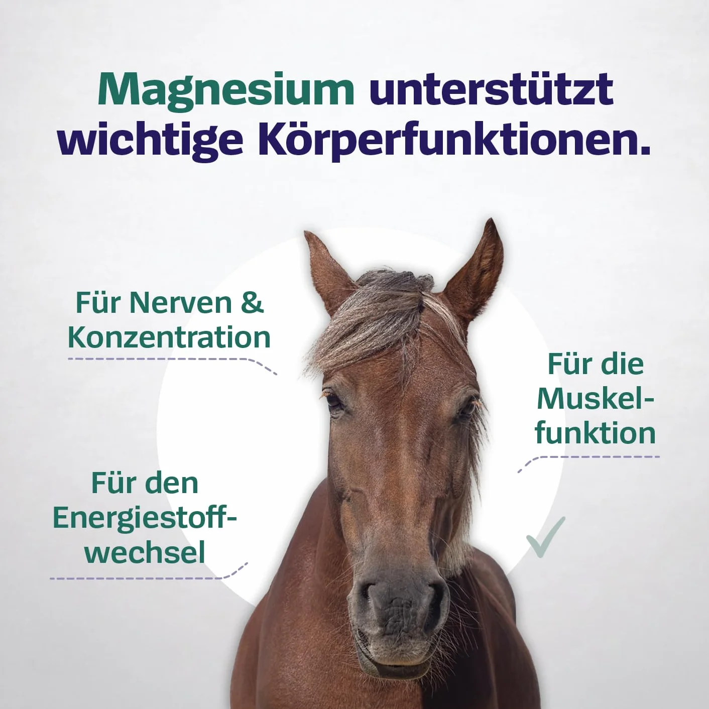 Hord & Pony cytrynian magnezu (500 g proszku) – 100% czystego magnezu bez dodatków – wysoka dawka – dobry dla funkcjonowania mięśni – do utrzymania mocnych kości